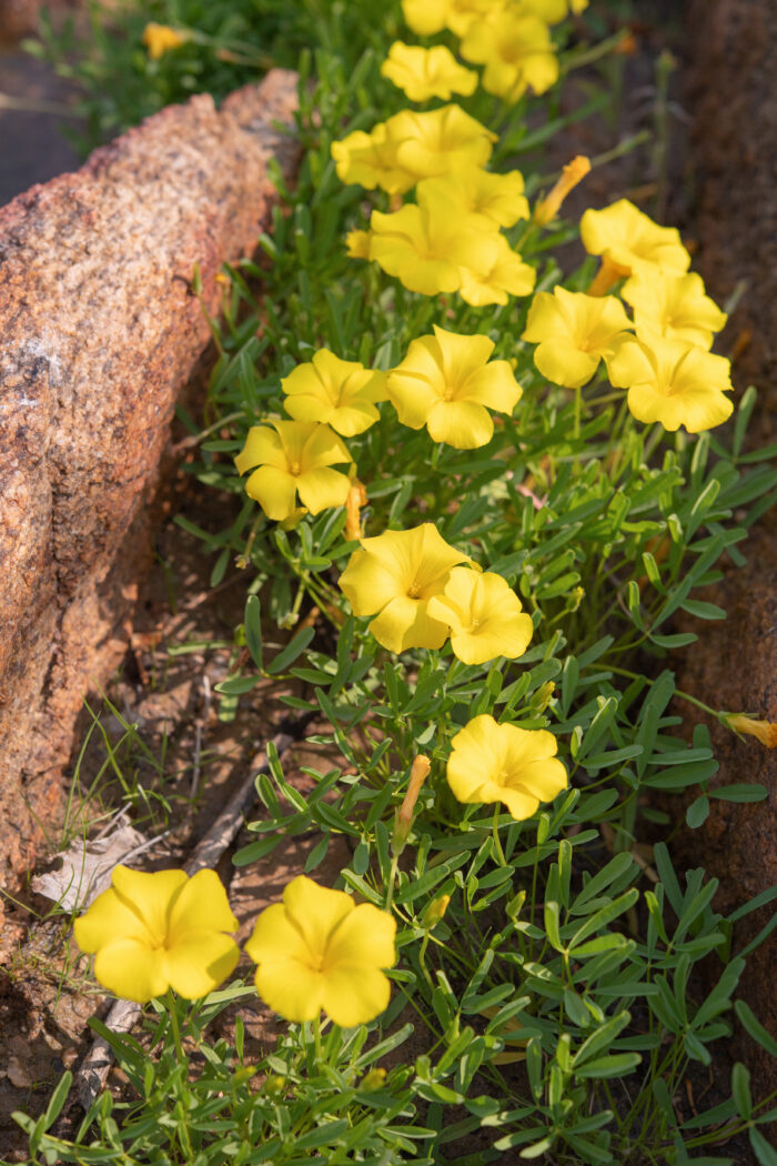 Namaqua Sorrel (Oxalis namaquana)