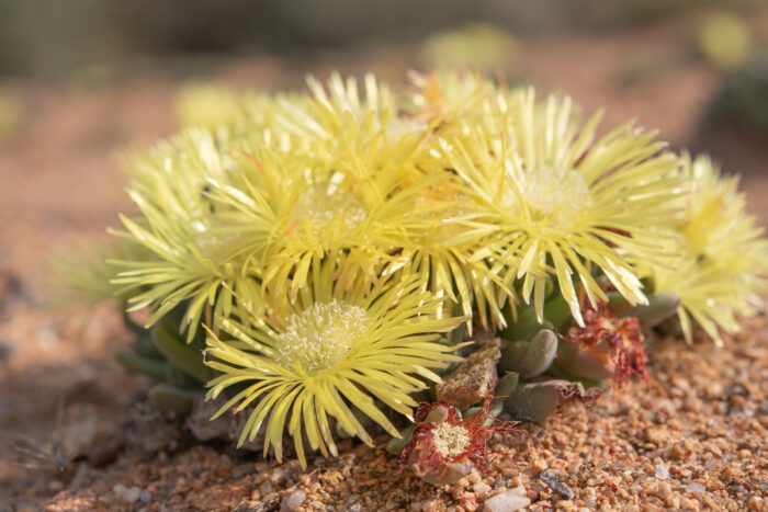 Fag Clockfig (Cheiridopsis namaquensis)