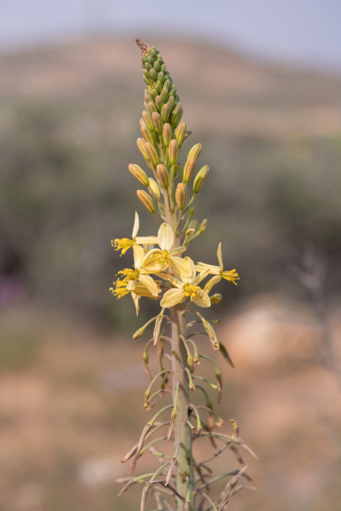 Blougif Kopieva (Bulbine praemorsa)