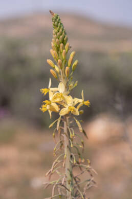 Blougif Kopieva (Bulbine praemorsa)