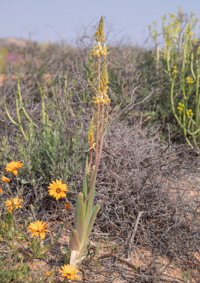 Blougif Kopieva (Bulbine praemorsa)