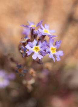 Cape plant (Manulea)