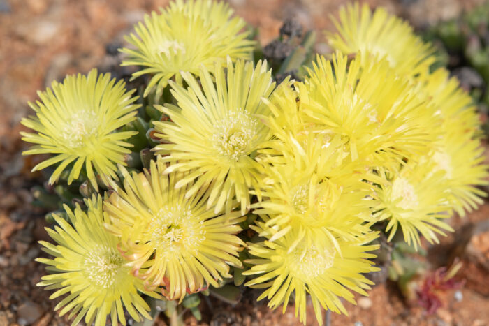 Fag Clockfig (Cheiridopsis namaquensis)