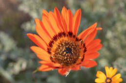 Kamiesberg African Daisy (Arctotis canescens)