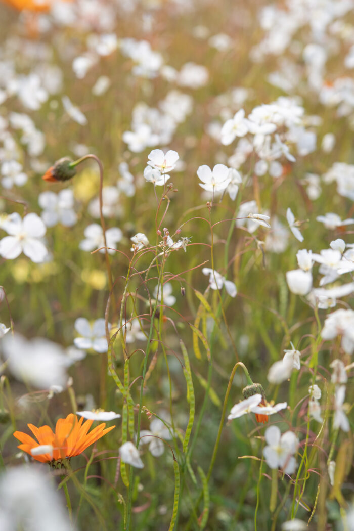 Namaqua Sunspurge (Heliophila variabilis)