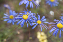 Cape plant (Felicia)