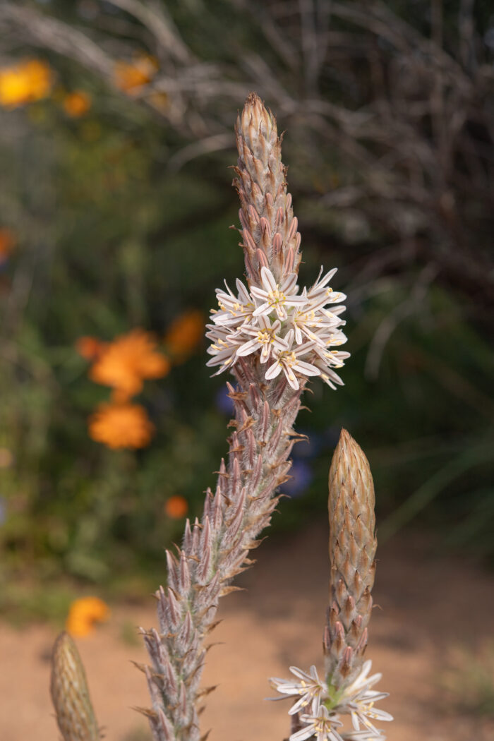 Sabre Capespinach (Trachyandra falcata)