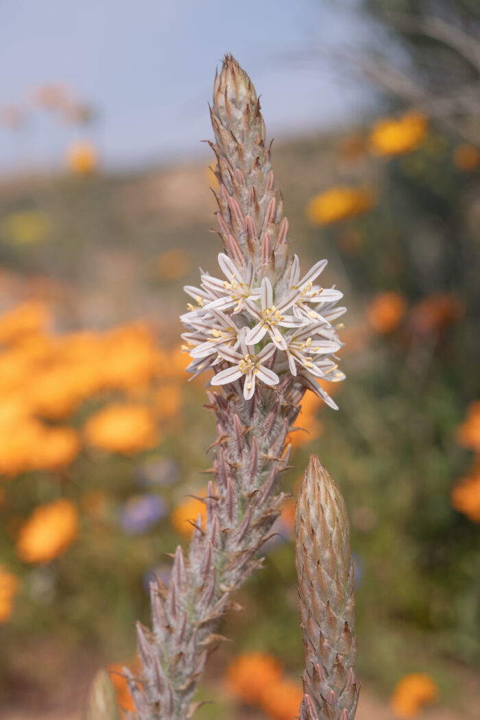 Sabre Capespinach (Trachyandra falcata)