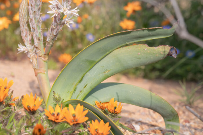 Sabre Capespinach (Trachyandra falcata)