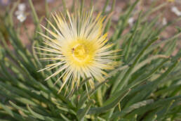 Cape plant (Conicosia)