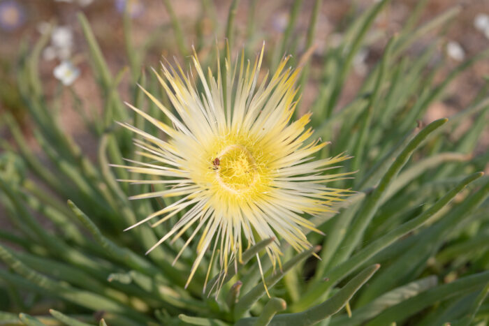 Cape plant (Conicosia)