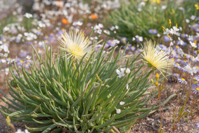 Cape plant (Conicosia)