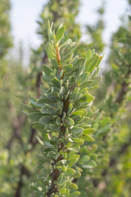 Pork Babooncabbage (Othonna cerarioides)