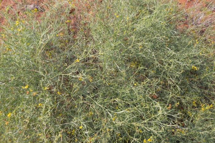 Silver Gannabush (Calobota sericea)