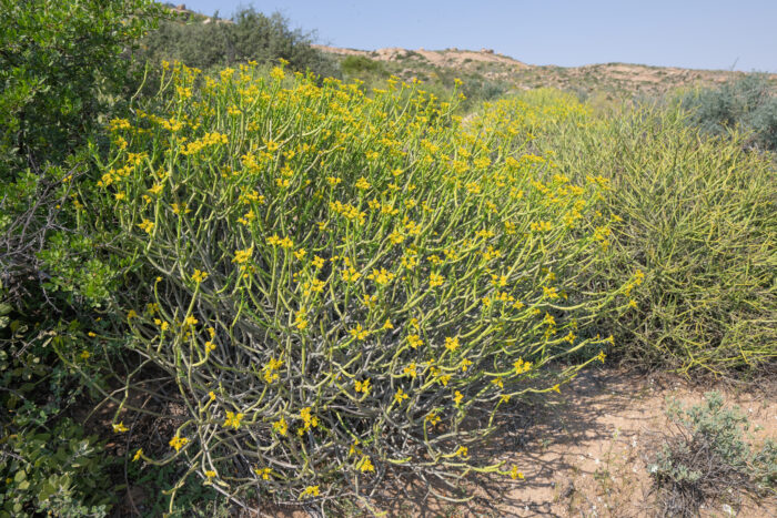 Yellow Milkbush (Euphorbia mauritanica)