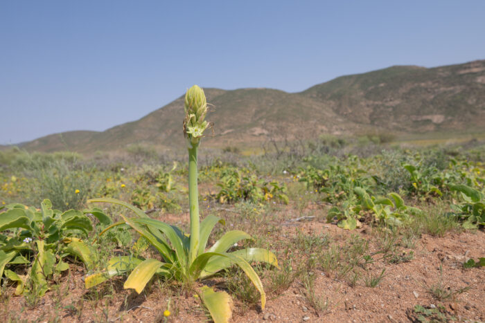 Namaqua Chink (Ornithogalum xanthochlorum)