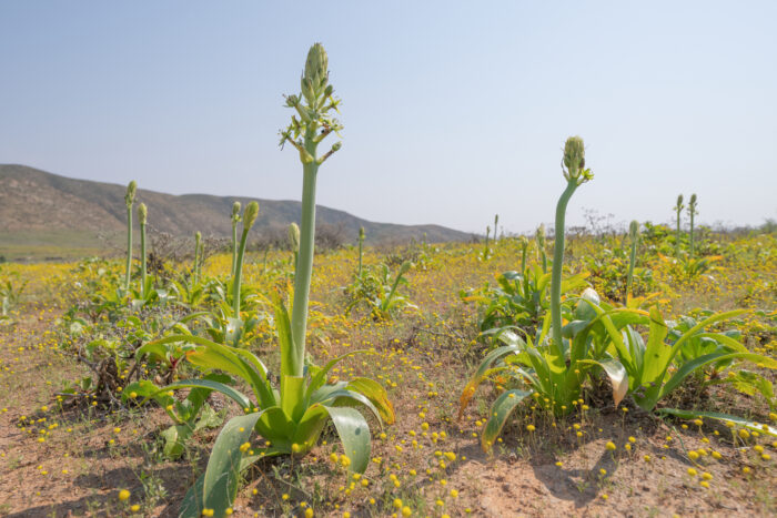 Namaqua Chink (Ornithogalum xanthochlorum)