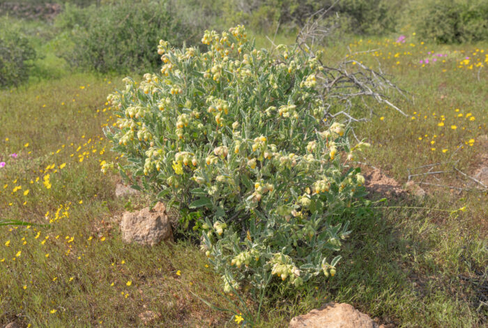 Cape plant (Hermannia)