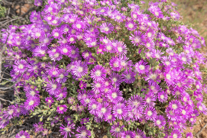 Cape plant (Aizoaceae)