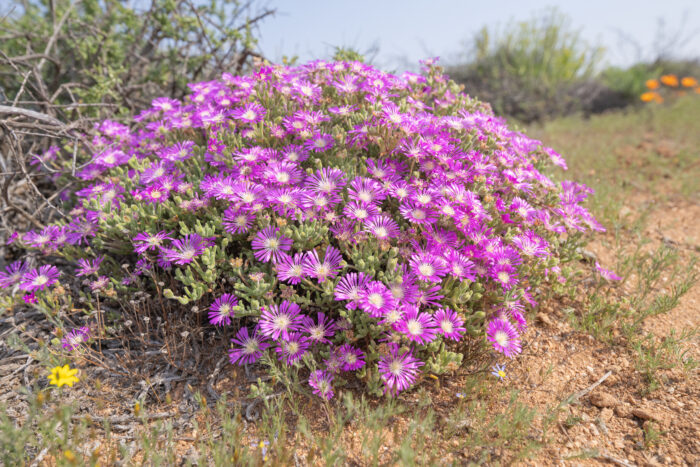 Cape plant (Aizoaceae)