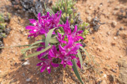 Namaqua Bentflower Bobbejaantjie (Babiana curviscapa)