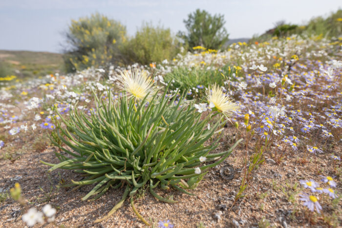 Cape plant (Conicosia)