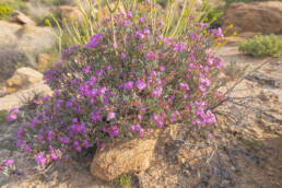 Ruschia muelleri