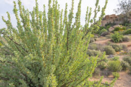 Pork Babooncabbage (Othonna cerarioides)