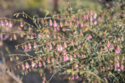 Purple Dollsrose (Hermannia trifurca)