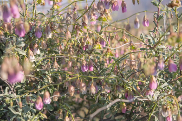 Purple Dollsrose (Hermannia trifurca)