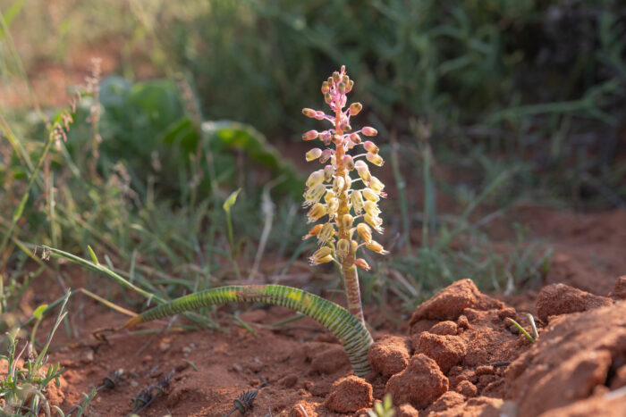 Snake Viooltjie (Lachenalia anguinea)