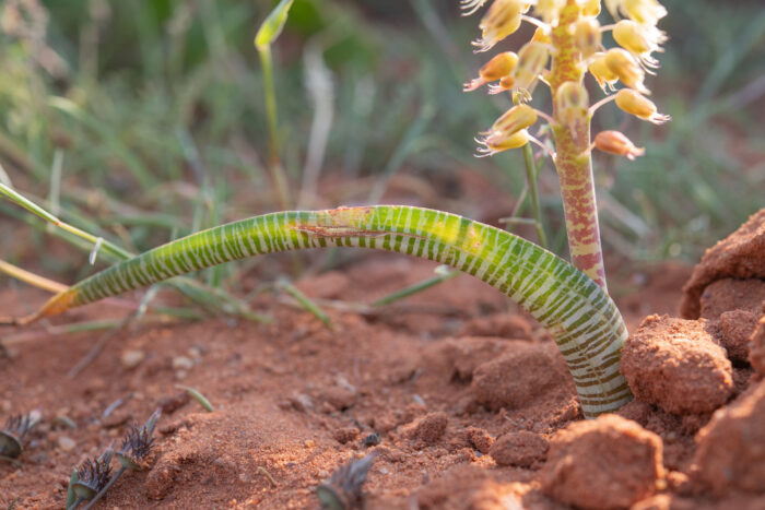 Snake Viooltjie (Lachenalia anguinea)