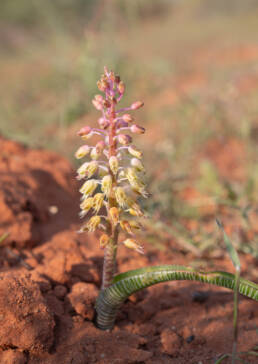 Snake Viooltjie (Lachenalia anguinea)