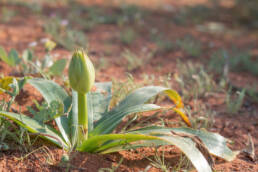 Namaqua Chink (Ornithogalum xanthochlorum)