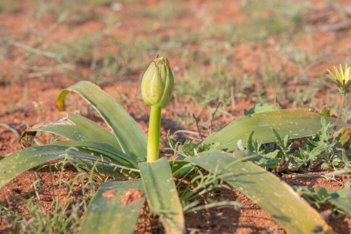 Namaqua Chink (Ornithogalum xanthochlorum)