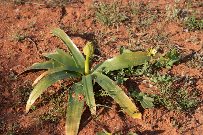 Namaqua Chink (Ornithogalum xanthochlorum)