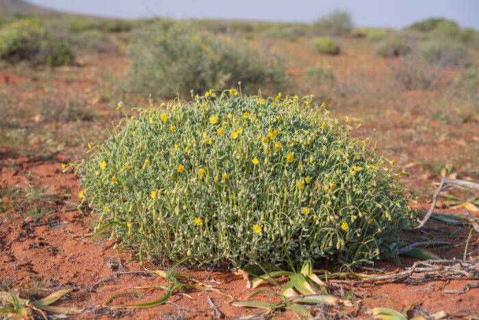 Crassothonna sedifolia