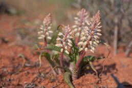 Snake Viooltjie (Lachenalia anguinea)