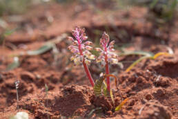 Snake Viooltjie (Lachenalia anguinea)