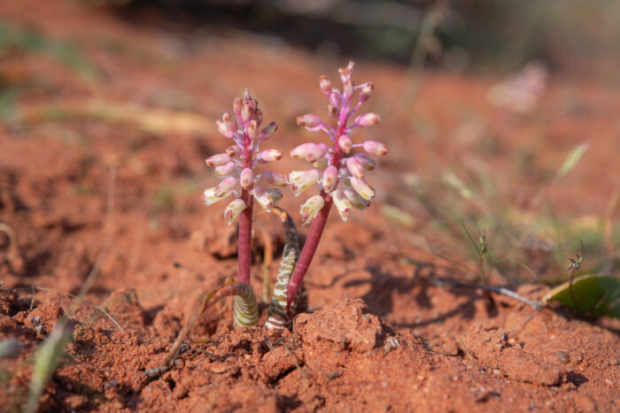 Snake Viooltjie (Lachenalia anguinea)