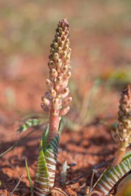 Snake Viooltjie (Lachenalia anguinea)