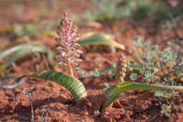 Snake Viooltjie (Lachenalia anguinea)