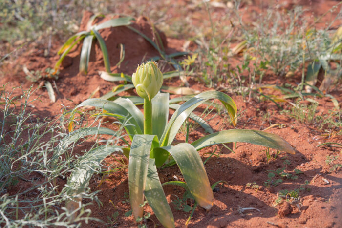 Namaqua Chink (Ornithogalum xanthochlorum)