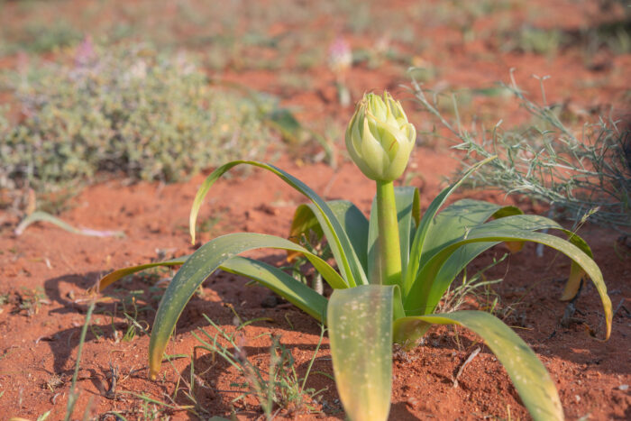 Namaqua Chink (Ornithogalum xanthochlorum)