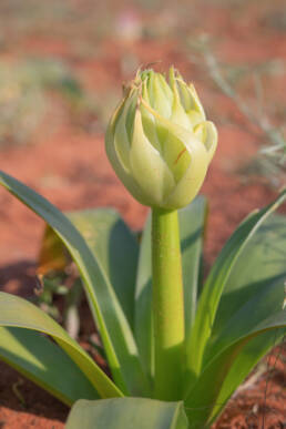 Namaqua Chink (Ornithogalum xanthochlorum)