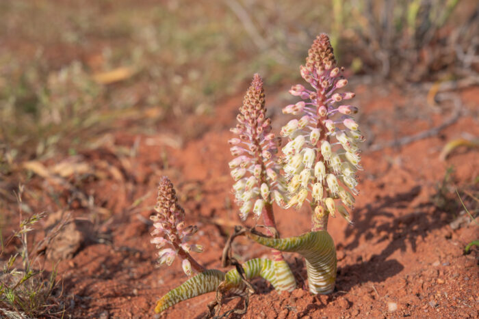 Snake Viooltjie (Lachenalia anguinea)