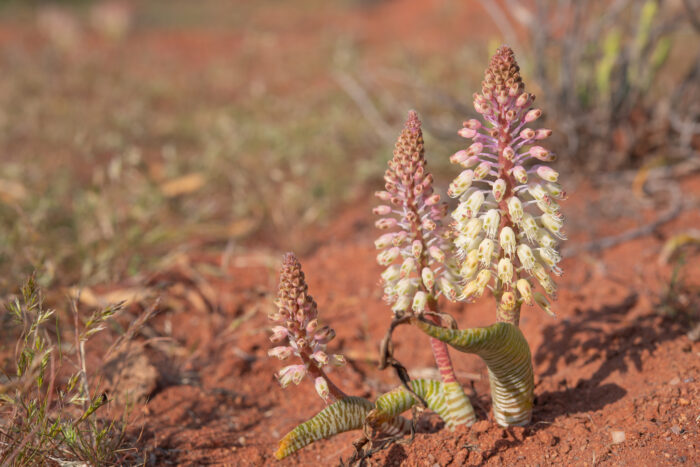 Snake Viooltjie (Lachenalia anguinea)