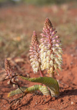 Snake Viooltjie (Lachenalia anguinea)