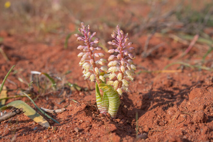 Snake Viooltjie (Lachenalia anguinea)