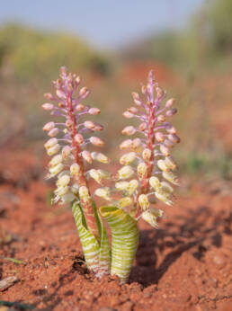 Snake Viooltjie (Lachenalia anguinea)